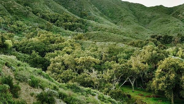 Emerson Oaks Natural Reserve (c) UCNRS