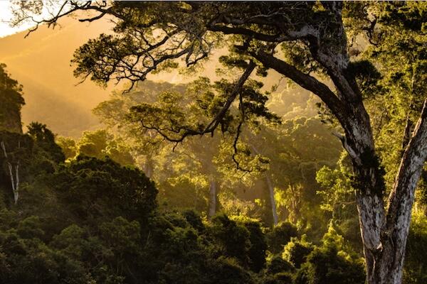 trees in a mountain valley with sunbeam