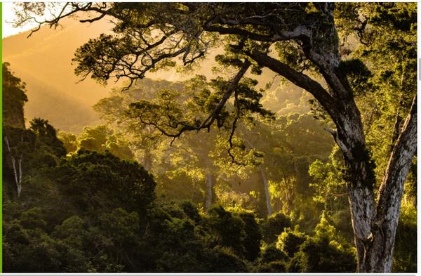 tree with mountain behind, sunbeams