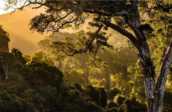 valley with trees, mountain, sunbeam