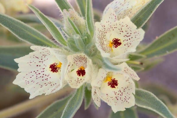 closeup of white flower with red flecks on petals and red and yellow stamen