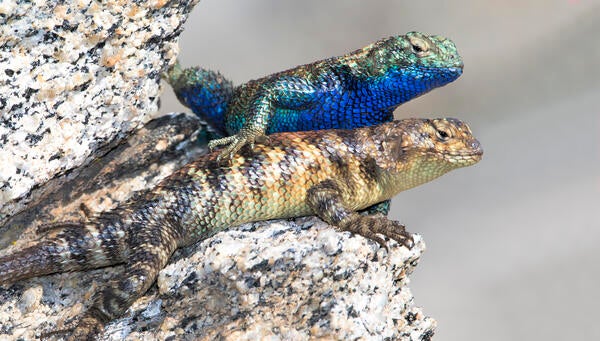 Male and female granite spiny lizards on granite rock outcrop