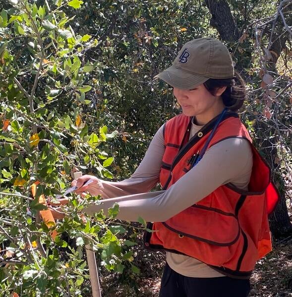 Intern measuring tree in a forest