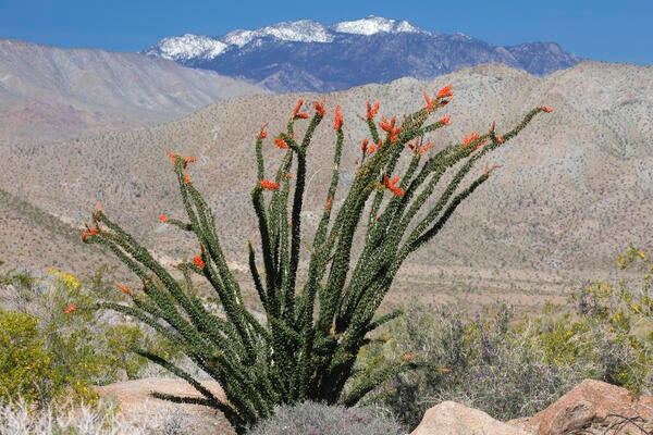 Photo of ocotillo cactus with mountains in the background