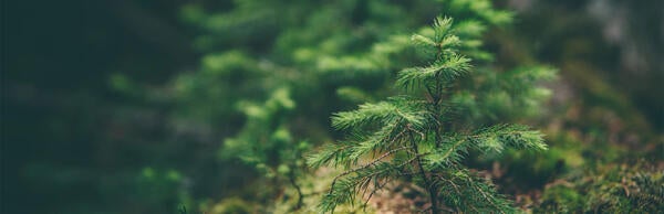 Unsplash- Baby Pine