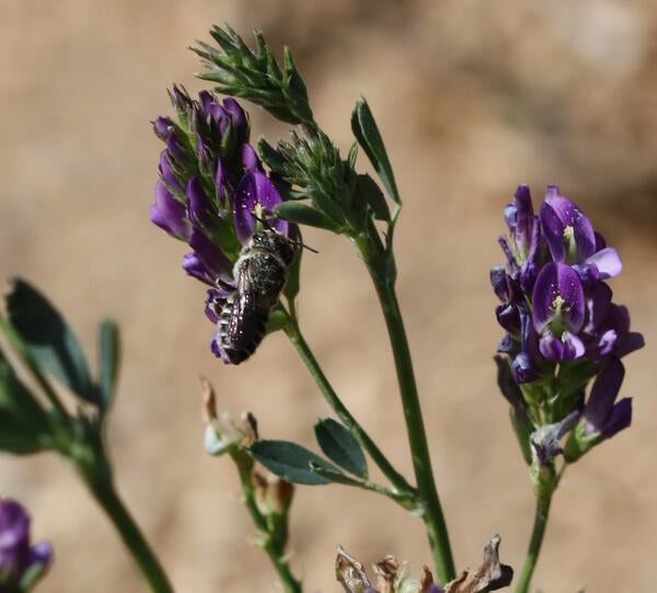 Bee on purple flower stalk