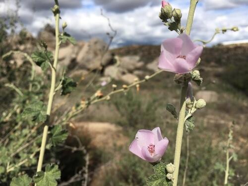 pink flowers on plant stalk