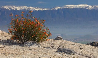 red flowered bush with snow capped mountains in back