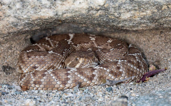 rattlesnake coiled in sand