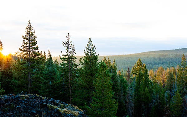 pine trees and valley Sage Hen Creek Field Station