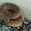 Red-diamondback Rattlesnake
