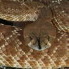 Red-diamondback Rattlesnake