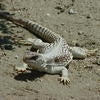 Desert Iguana