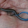 Skink