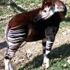 Okapi