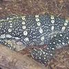 Nile monitor
