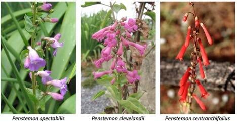 Penstemon spp