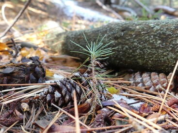 Spasojevic pinecone