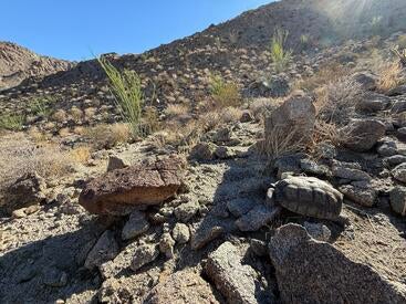 Tortoise at Deep Canyon