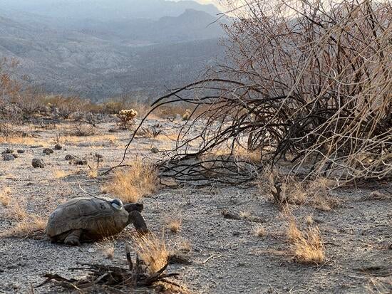 Desert Tortoise at Granites