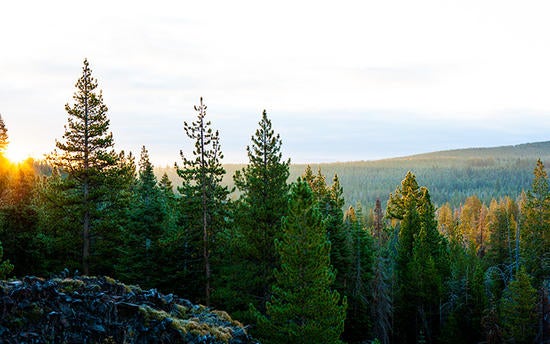 pine trees and valley Sage Hen Creek Field Station