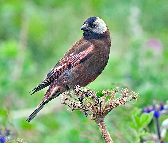 Gray crowned rosy finch (c) UCNRS