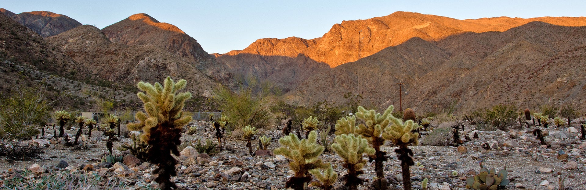 Boyd Deep Canyon, Cholla cacti