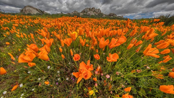 California poppies with rock outcrop in background with clouds
