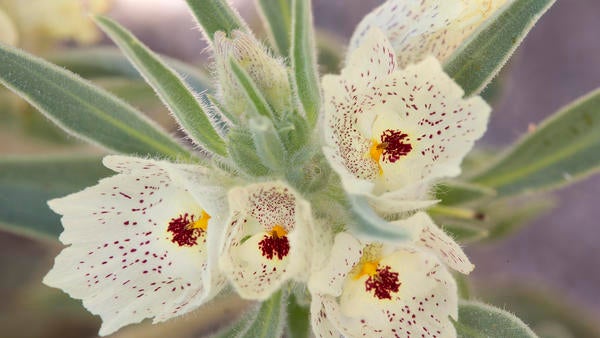 closeup of white flower with red flecks on petals and red and yellow stamen