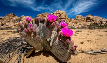 Blooming cactus in the southern California desert